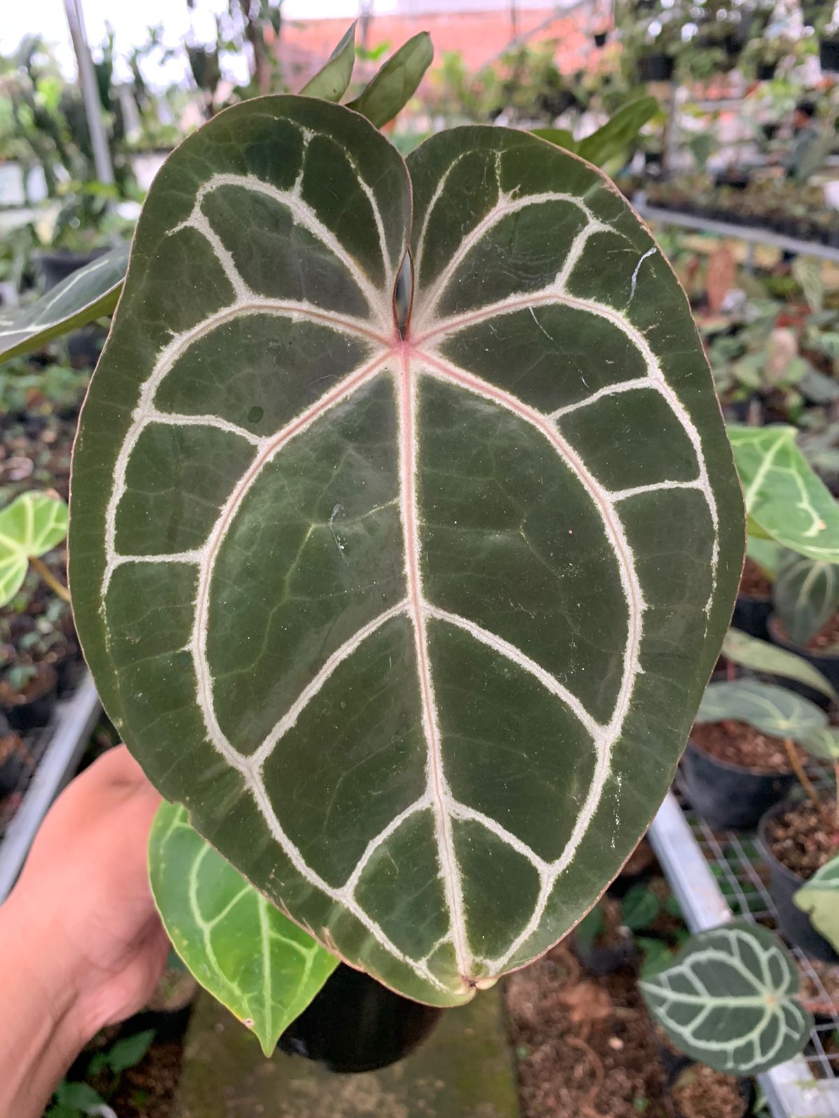 Anthurium Crystallinum x Clarinervium — photo 2