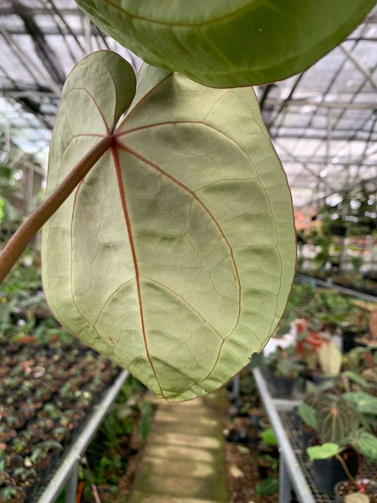 Anthurium Crystallinum x Clarinervium — photo 5