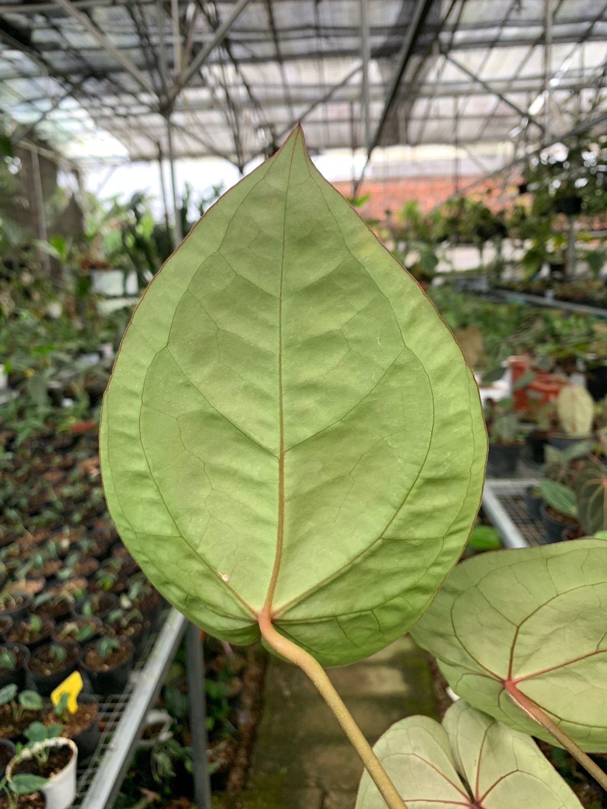 Anthurium Crystallinum x Clarinervium — photo 6