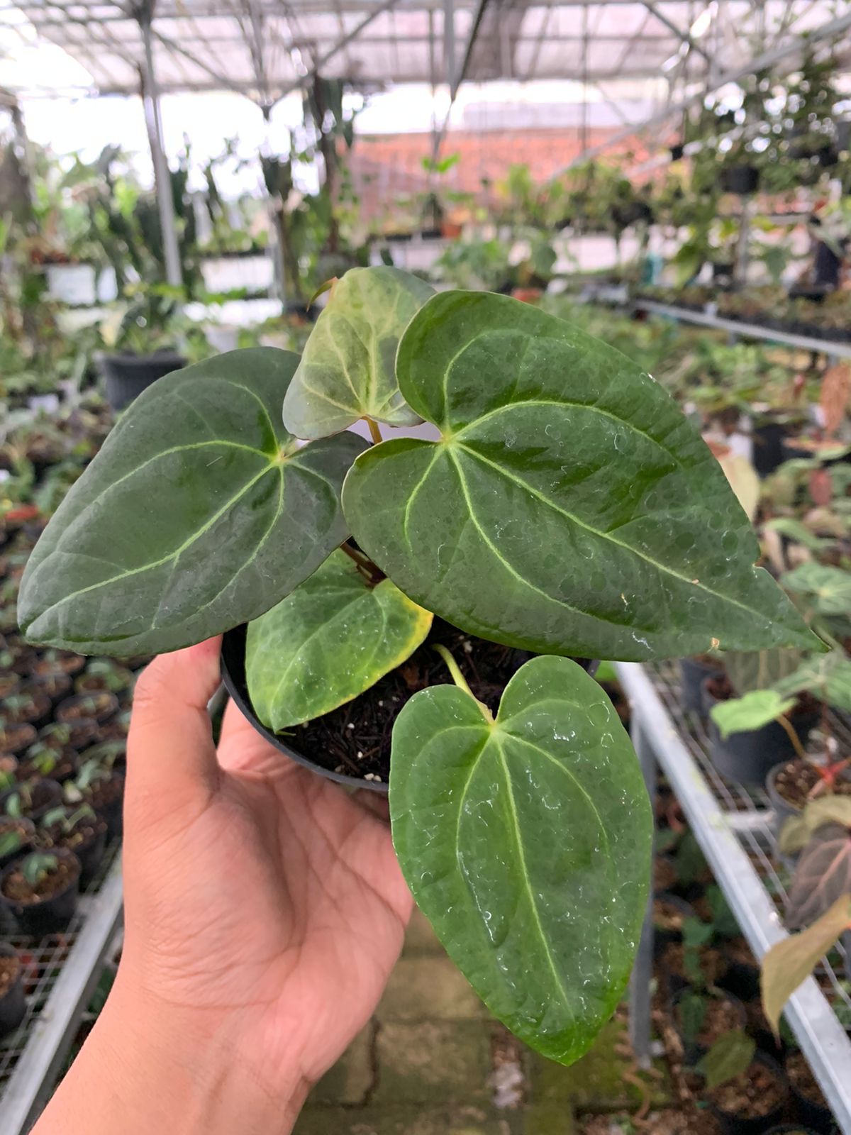 Anthurium Crystallinum Papillilaminum x Dark Phoenix — rare Indonesian plant