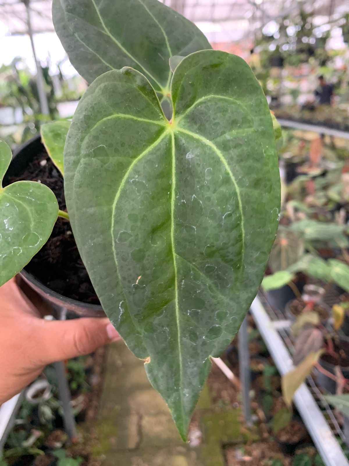Anthurium Crystallinum Papillilaminum x Dark Phoenix — photo 3