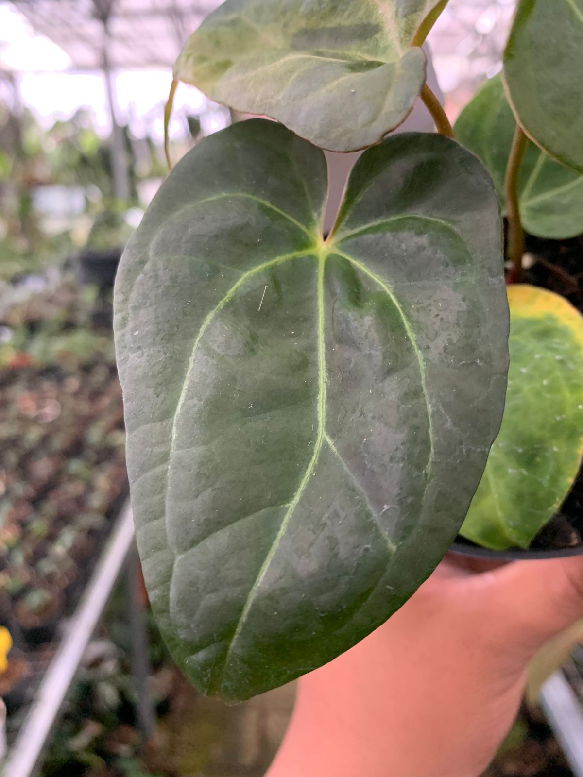 Anthurium Crystallinum Papillilaminum x Dark Phoenix — photo 2