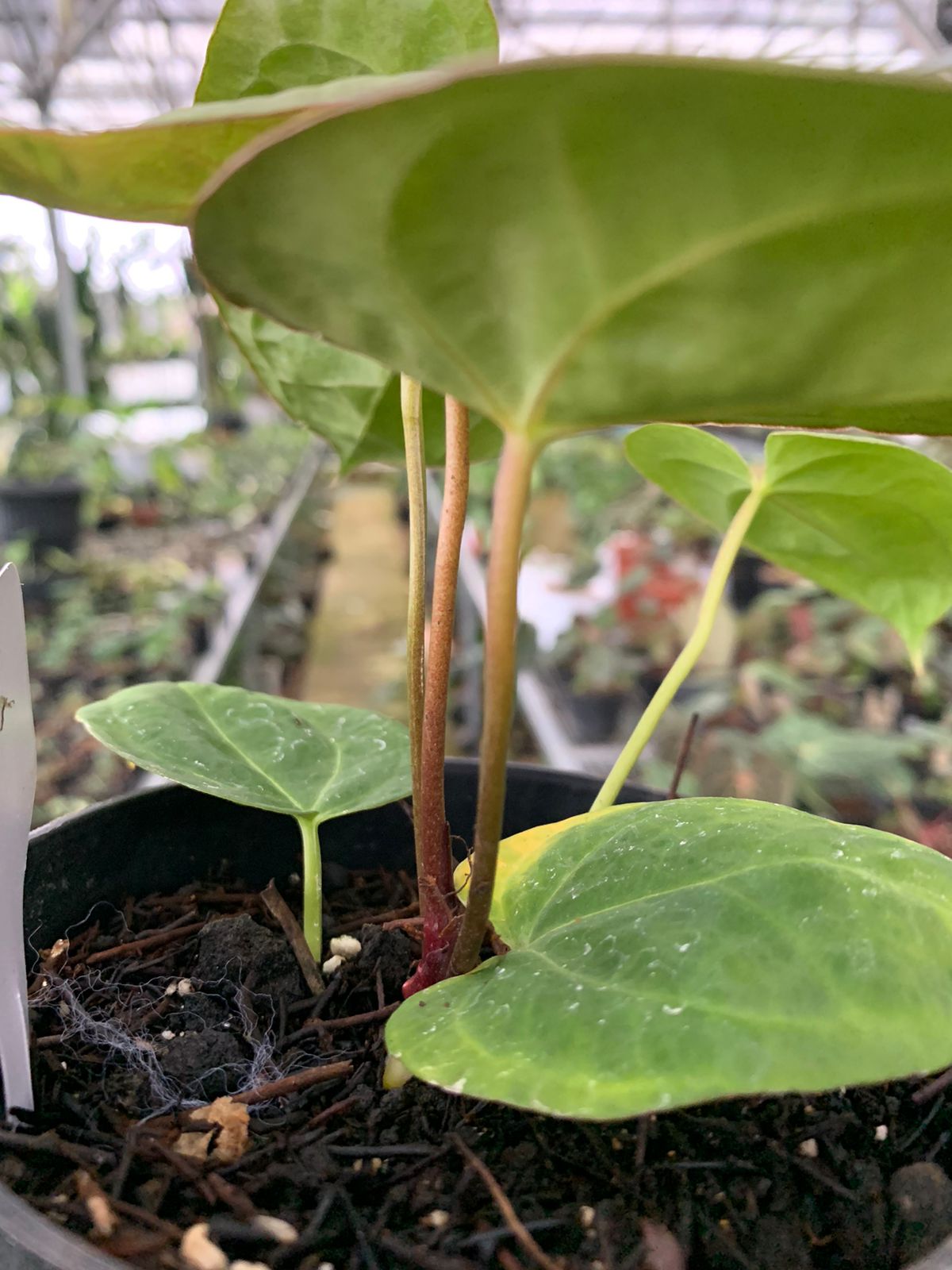 Anthurium Crystallinum Papillilaminum x Dark Phoenix — photo 5