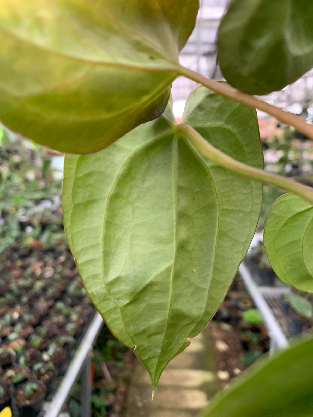 Anthurium Crystallinum Papillilaminum x Dark Phoenix — photo 4