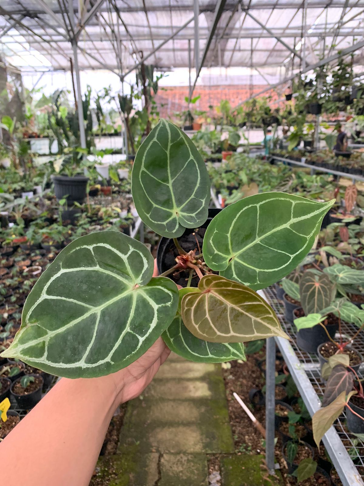Anthurium Magnificum x Crysatallinum — rare Indonesian plant