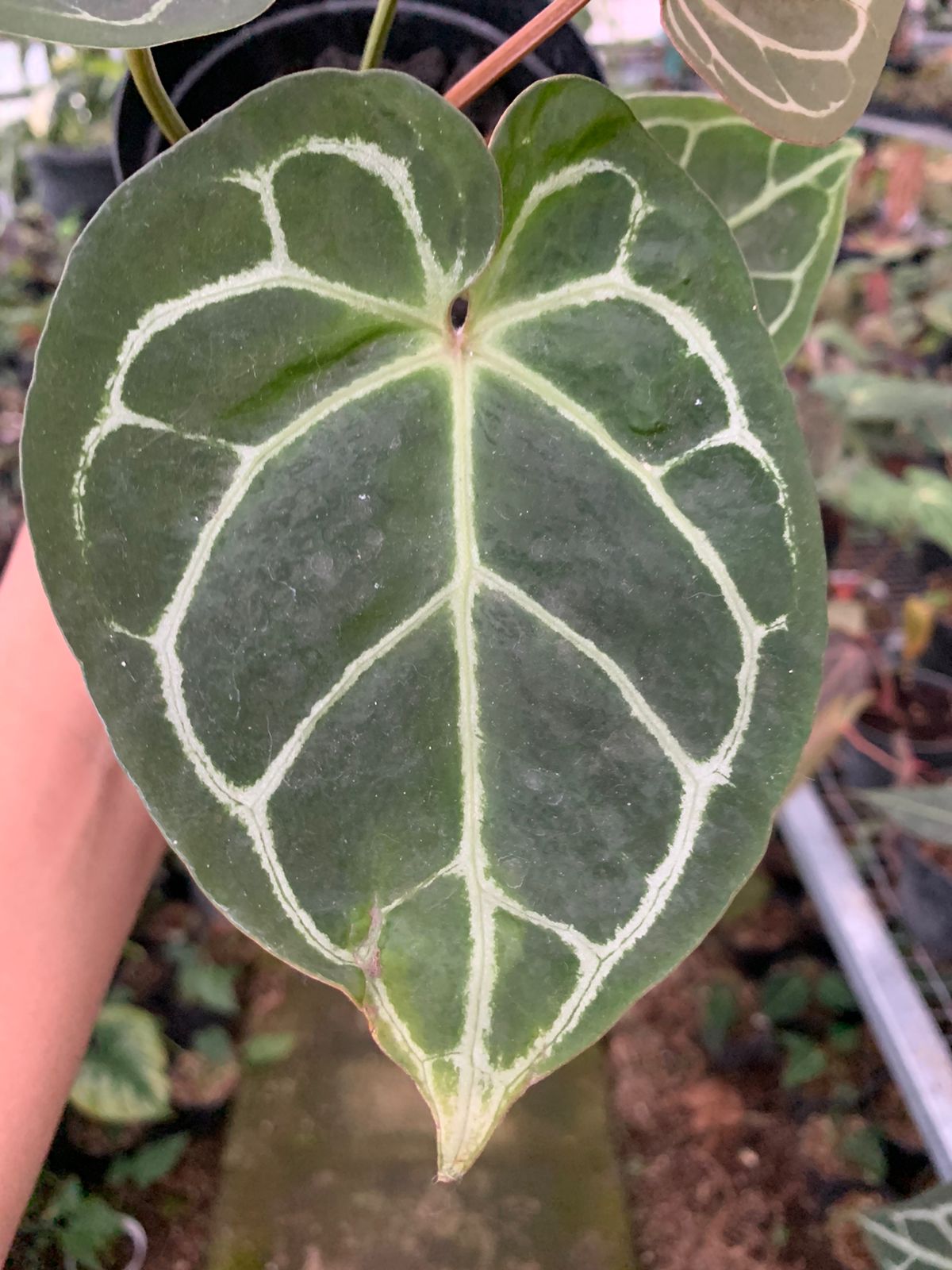 Anthurium Magnificum x Crysatallinum — photo 3