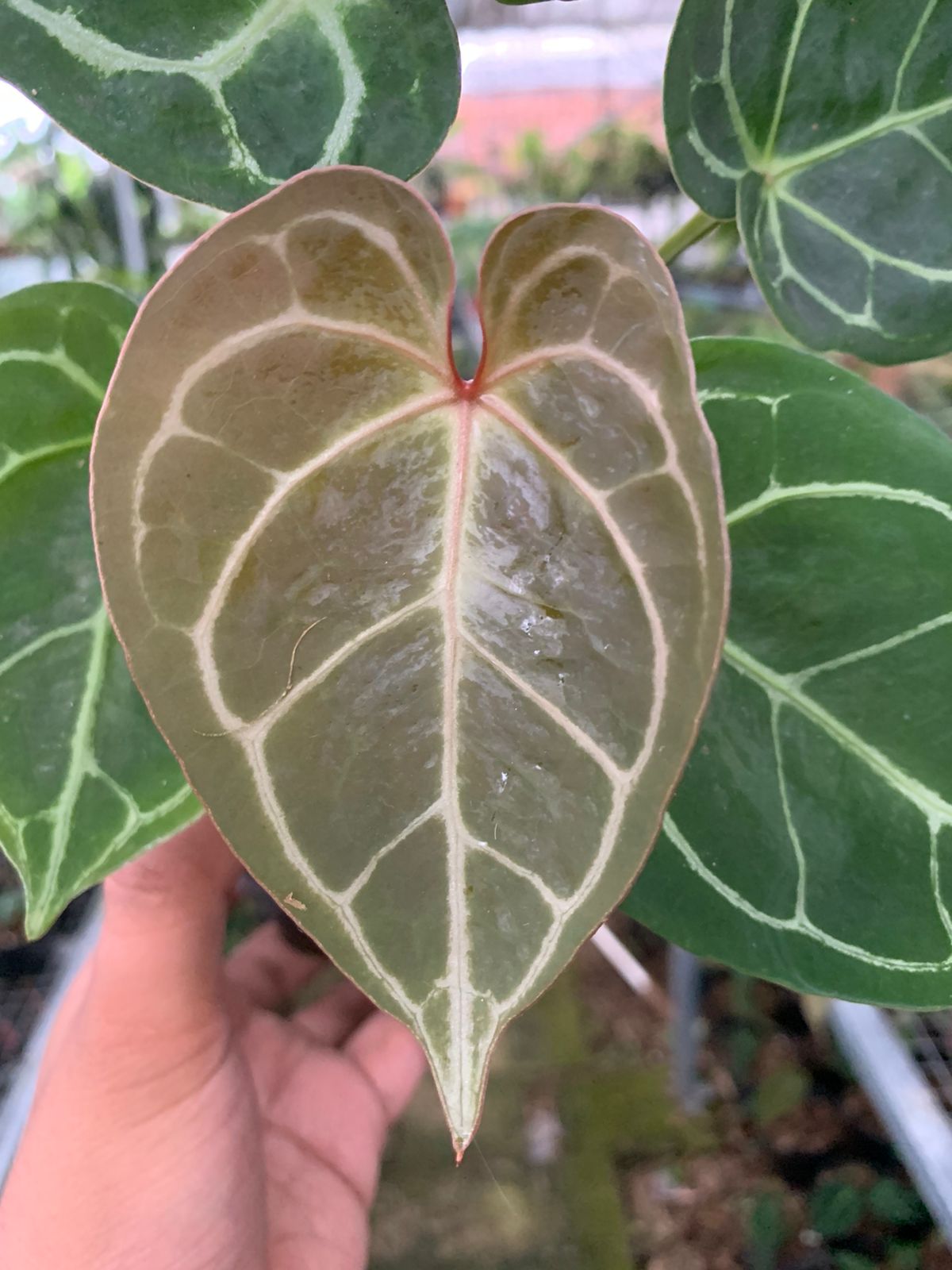 Anthurium Magnificum x Crysatallinum — photo 2