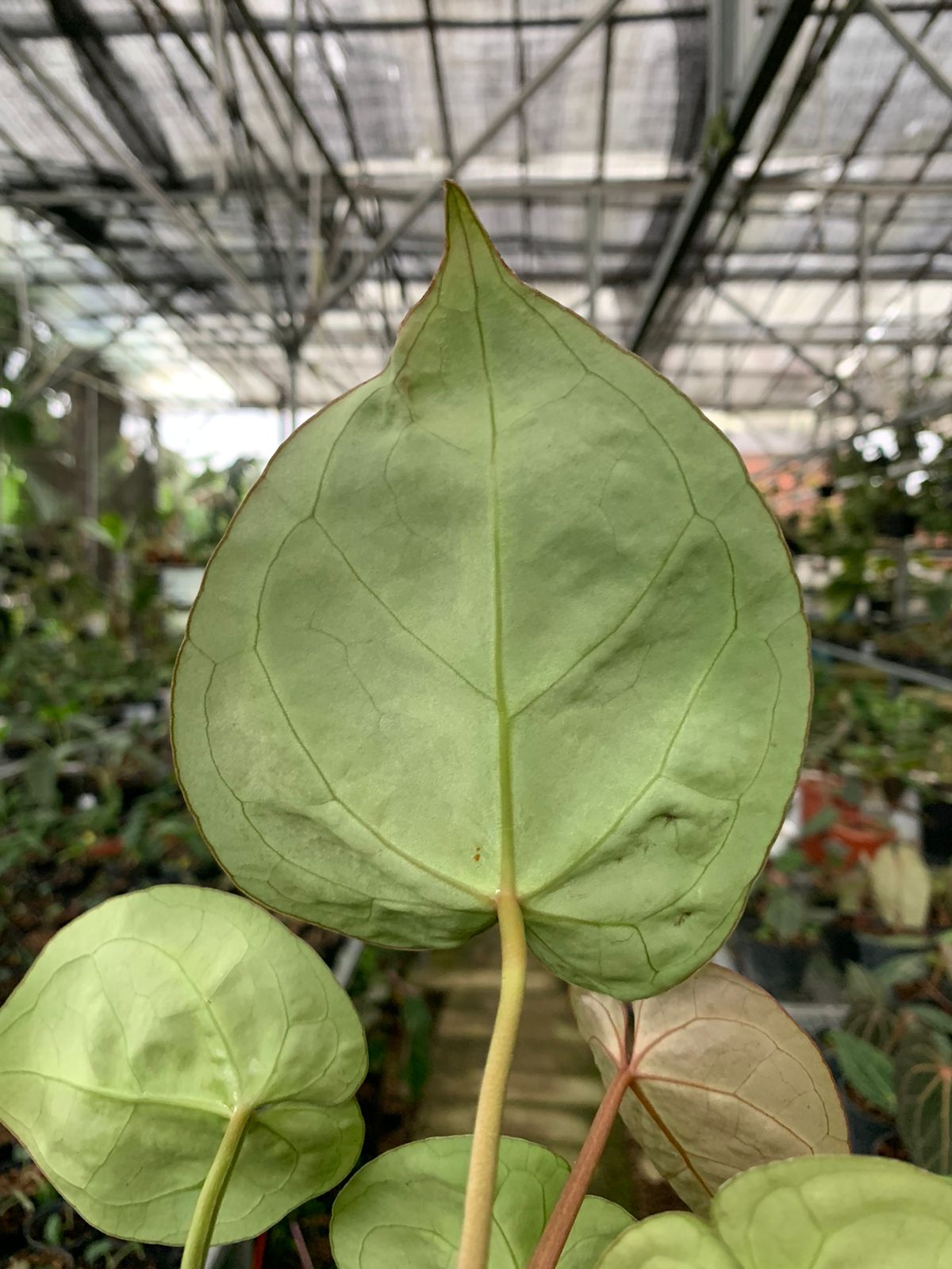 Anthurium Magnificum x Crysatallinum — photo 4