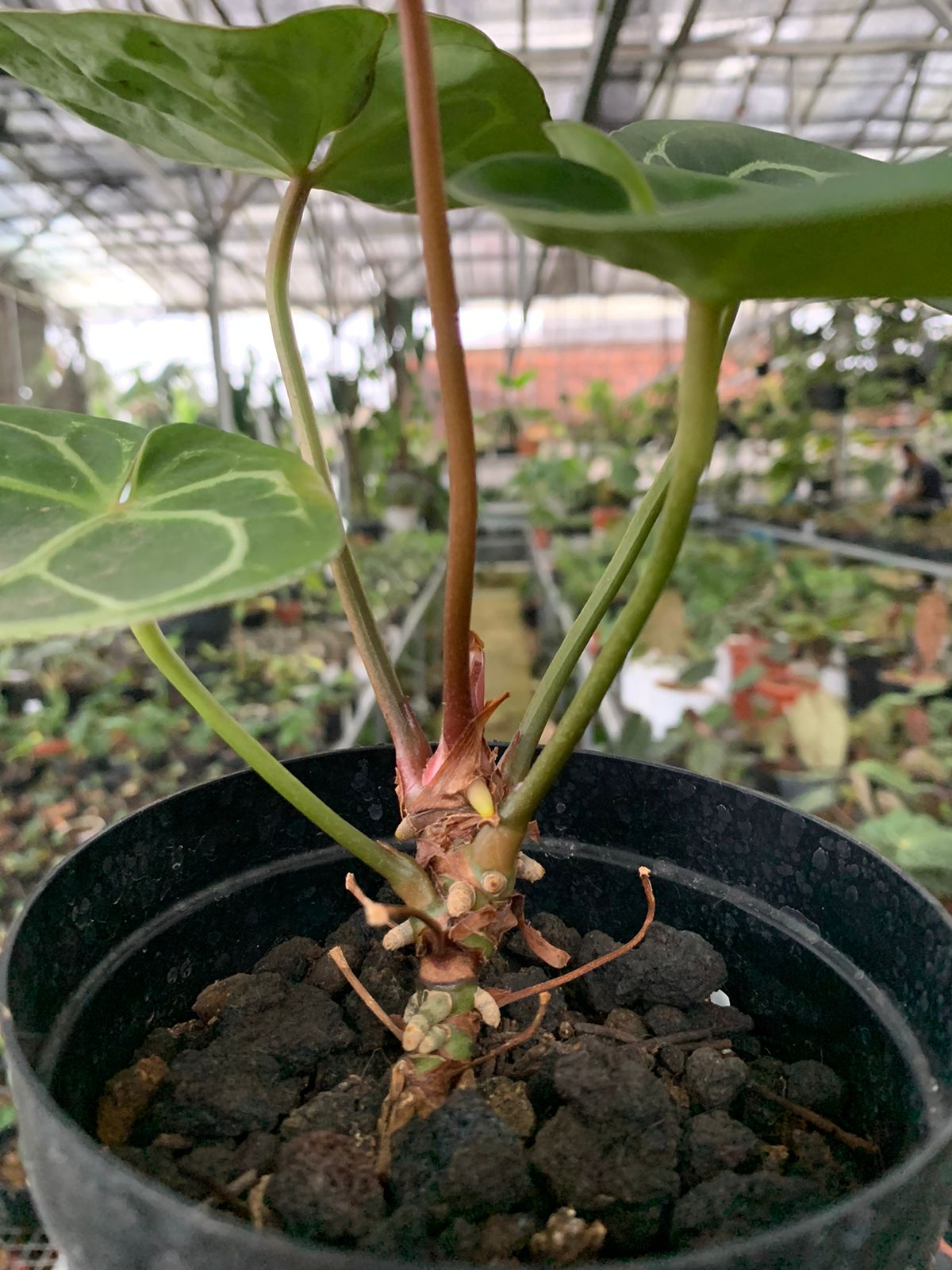 Anthurium Magnificum x Crysatallinum — photo 5