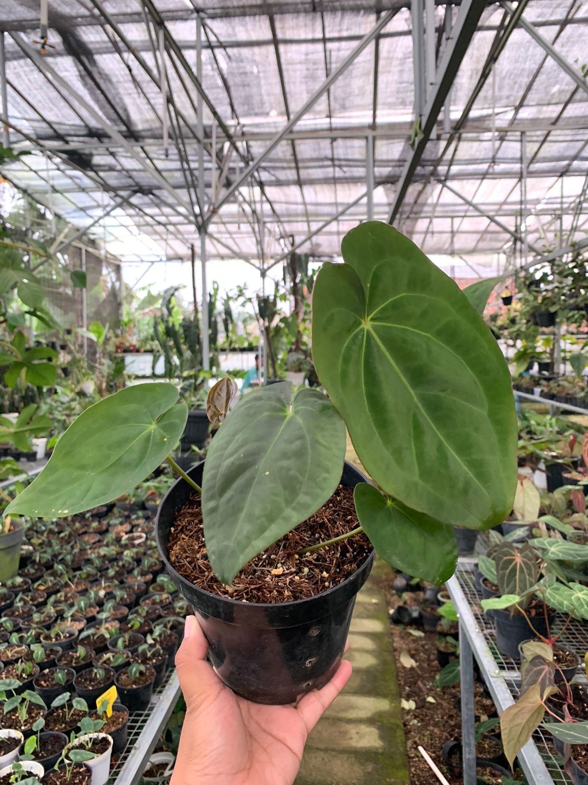 Anthurium Crystallinum x Dark Phoenix — rare Indonesian plant
