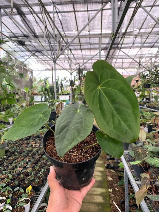 Anthurium Crystallinum x Dark Phoenix — rare Indonesian plant