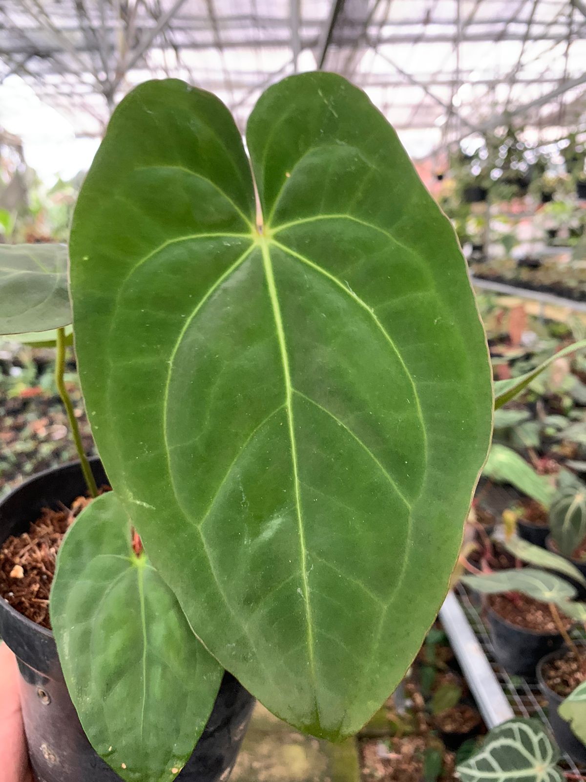 Anthurium Crystallinum x Dark Phoenix — photo 2