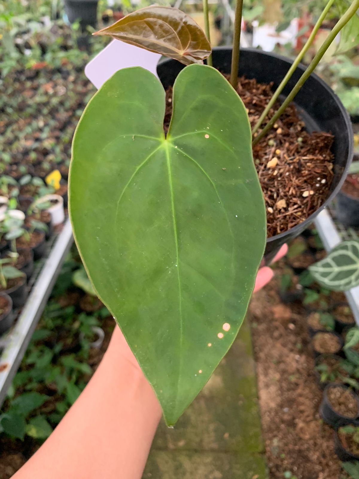 Anthurium Crystallinum x Dark Phoenix — photo 3