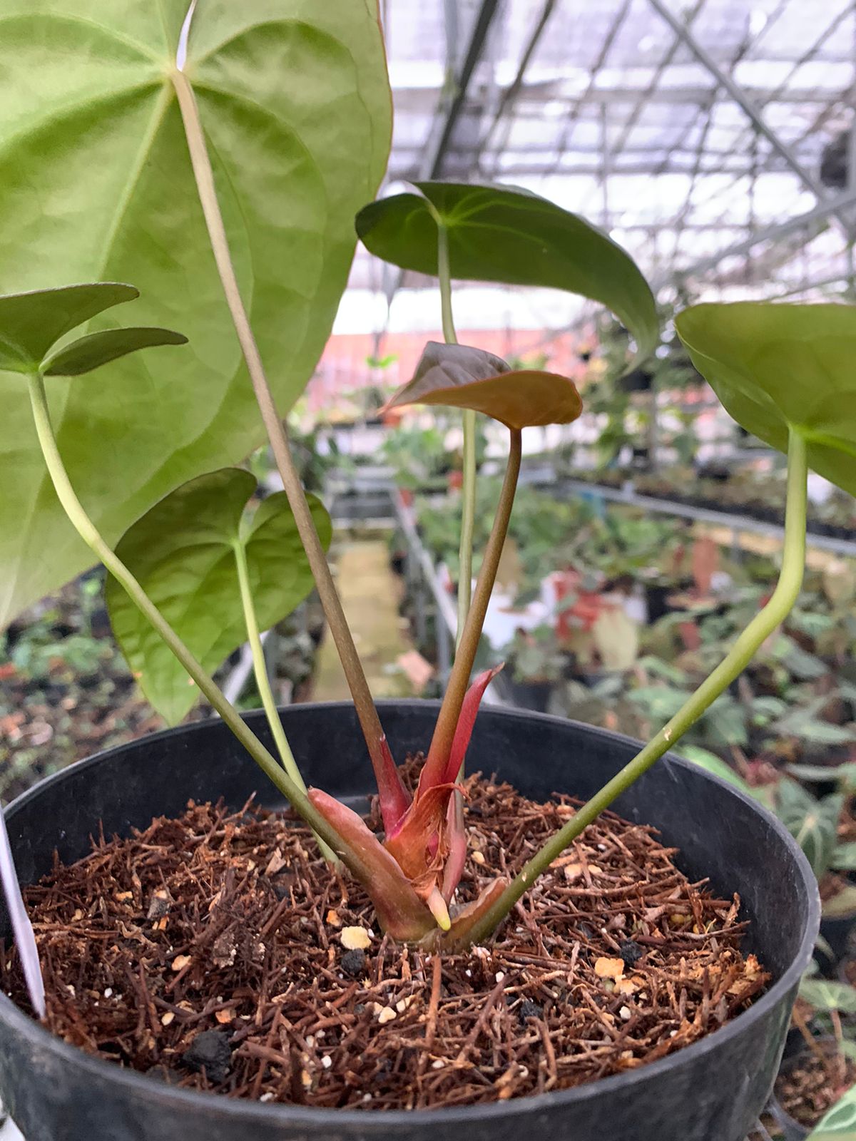 Anthurium Crystallinum x Dark Phoenix — photo 5