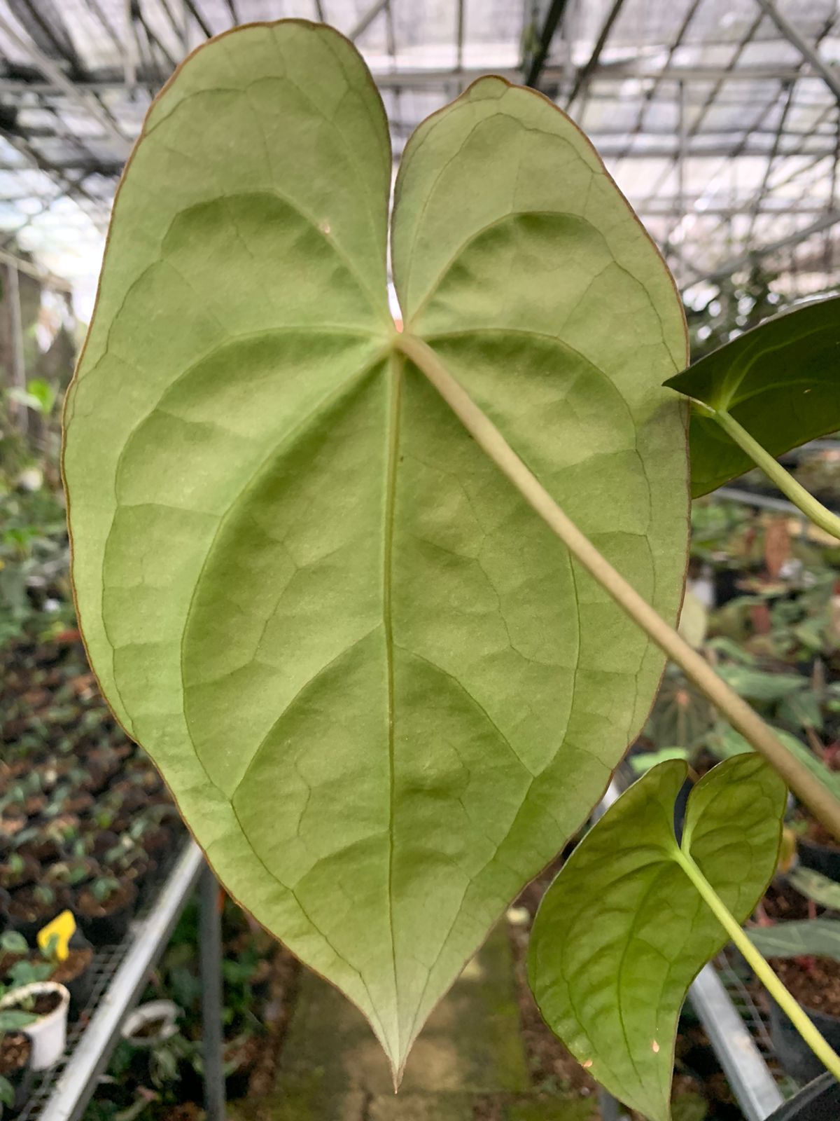 Anthurium Crystallinum x Dark Phoenix — photo 4