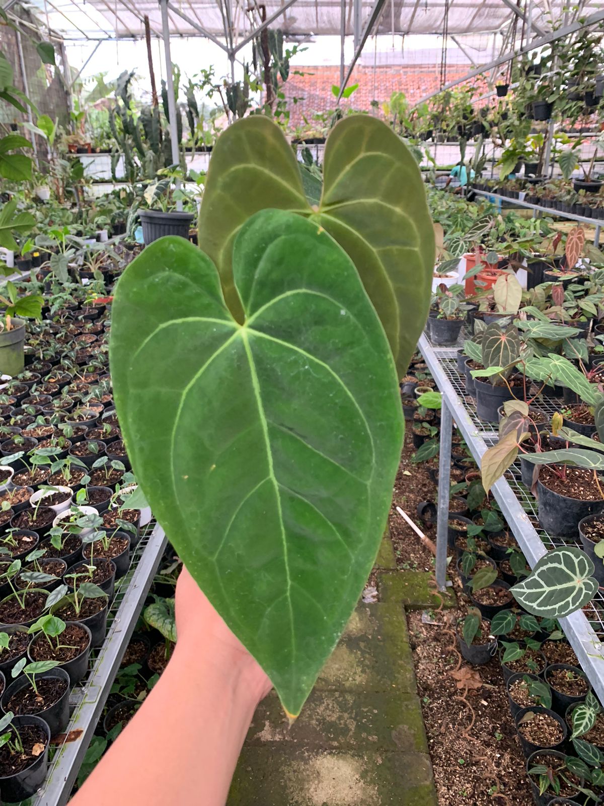 Anthurium Magnificum x Dark Phoenix Medium — rare Indonesian plant