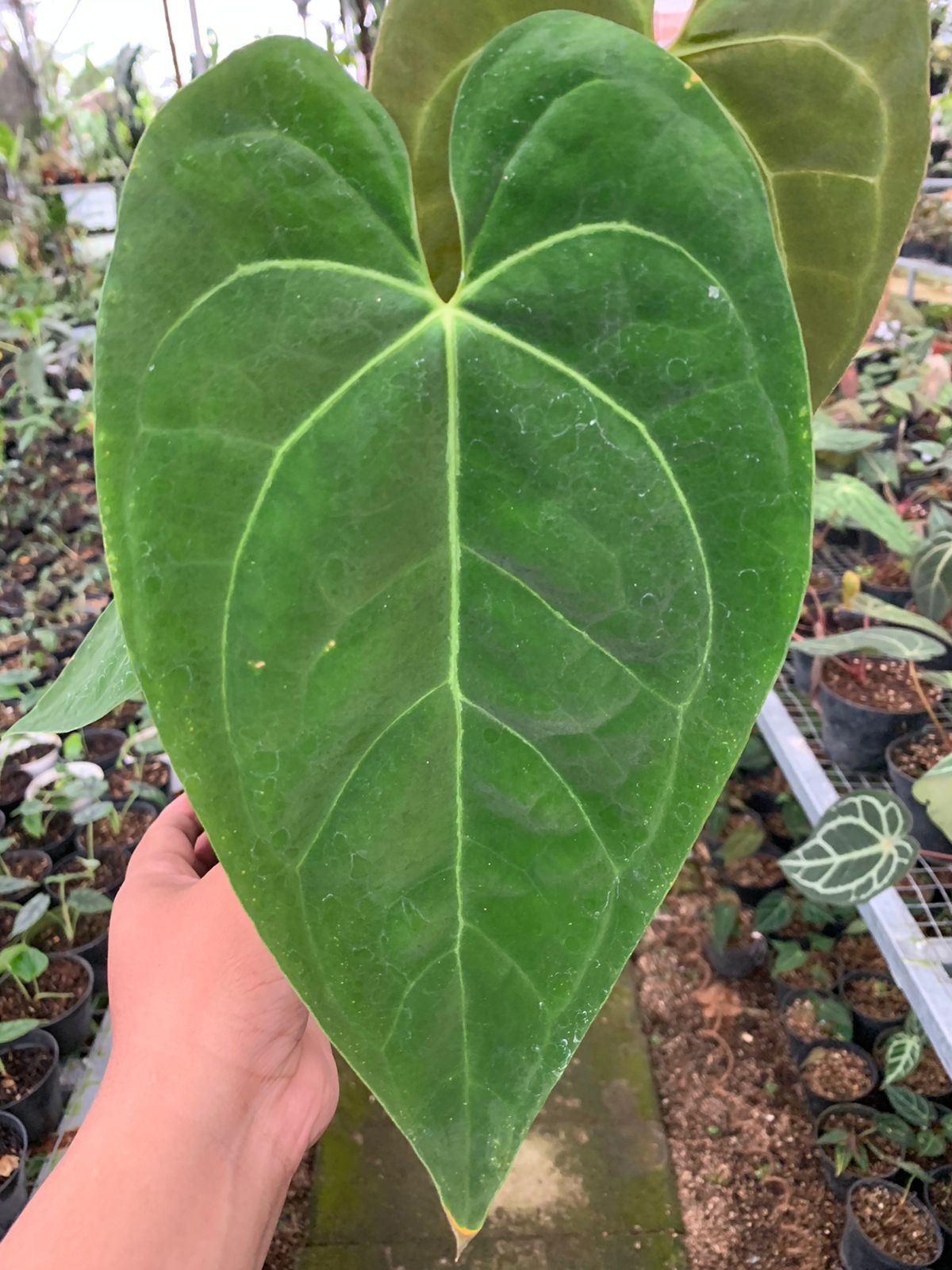 Anthurium Magnificum x Dark Phoenix Medium — photo 2