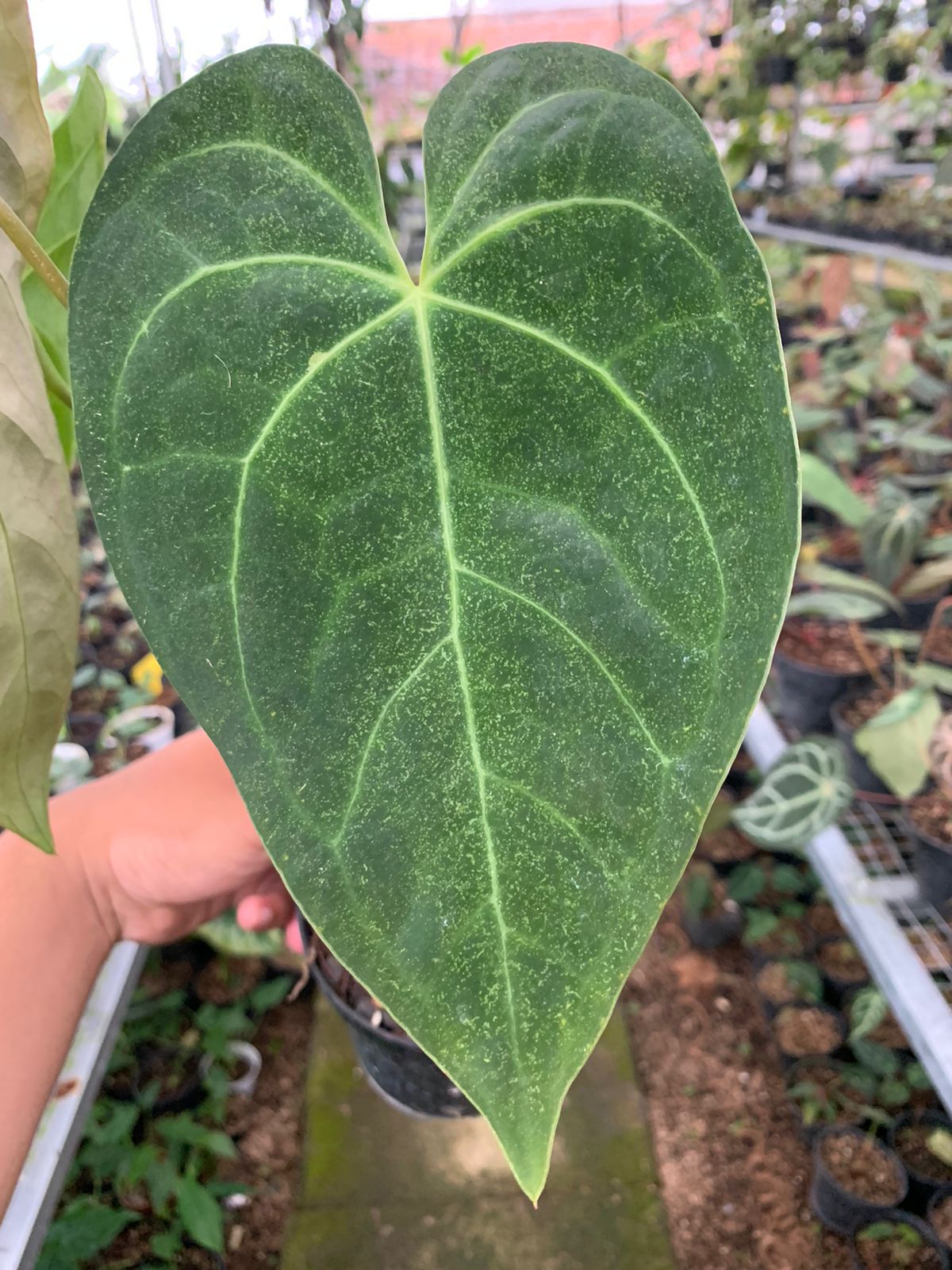 Anthurium Magnificum x Dark Phoenix Medium — photo 3