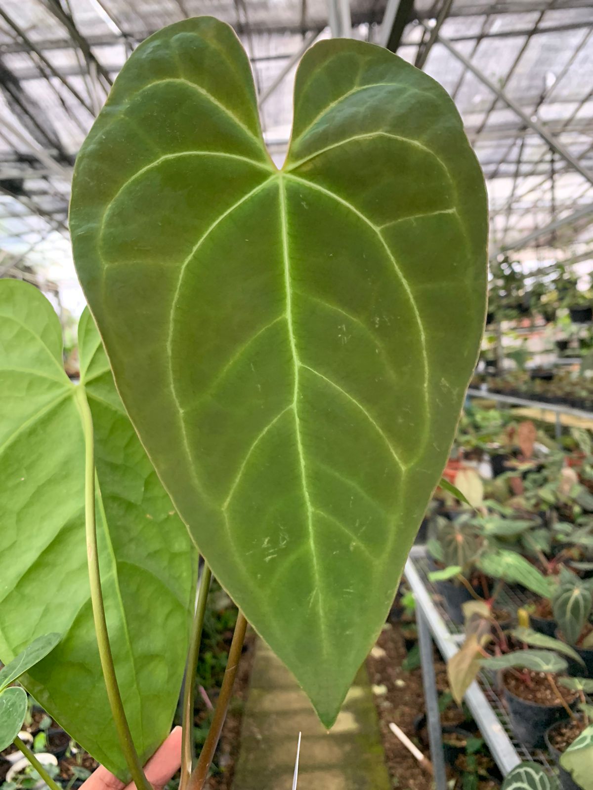 Anthurium Magnificum x Dark Phoenix Medium — photo 6