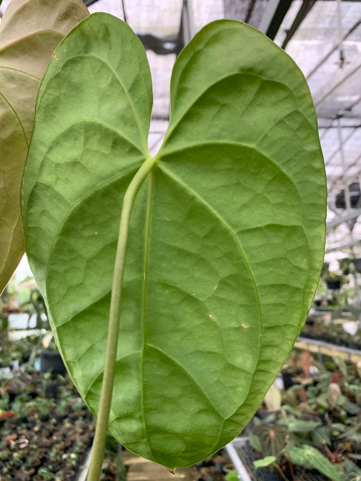 Anthurium Magnificum x Dark Phoenix Medium — photo 4