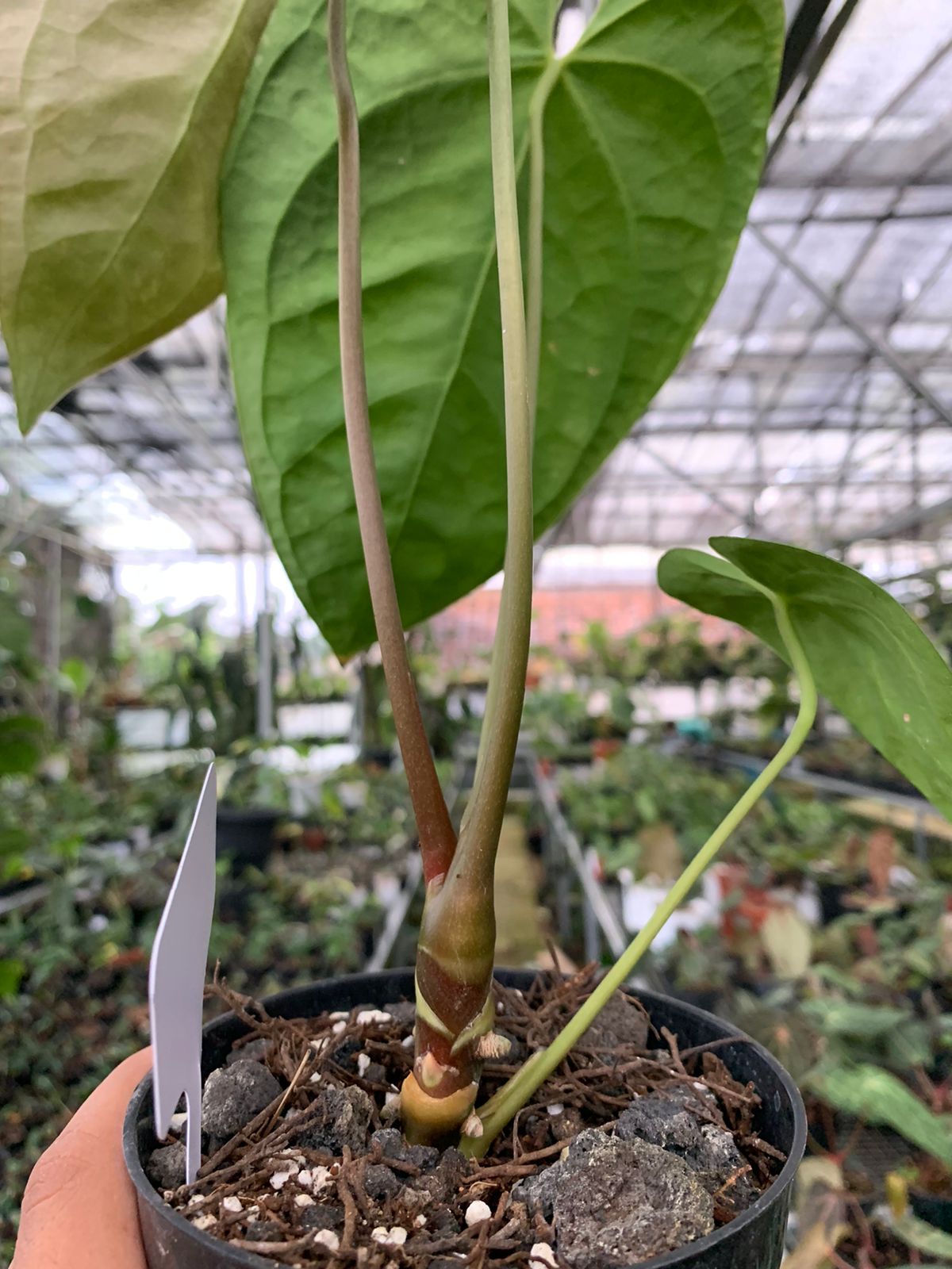 Anthurium Magnificum x Dark Phoenix Medium — photo 5