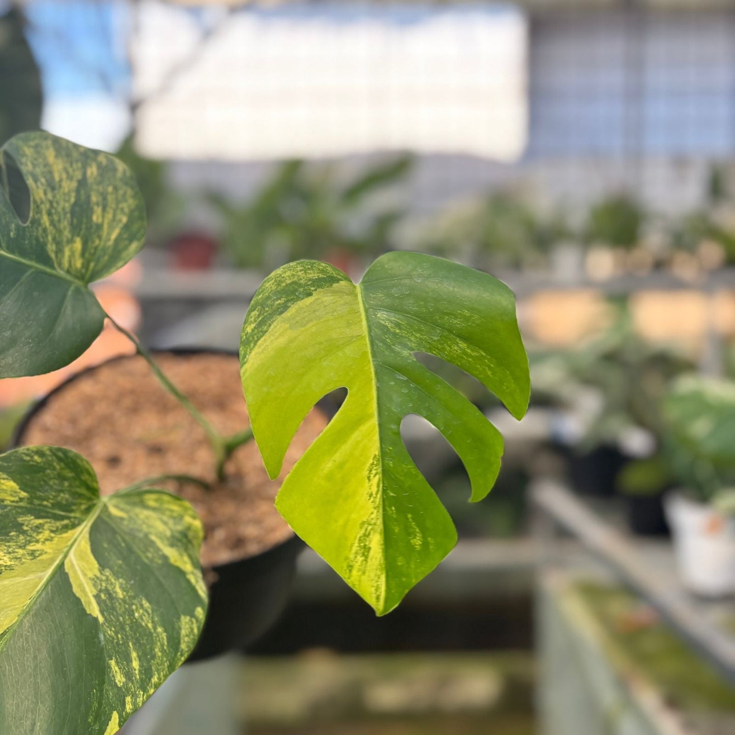 Monstera Yellow Variegated "Marmorata" — photo 2