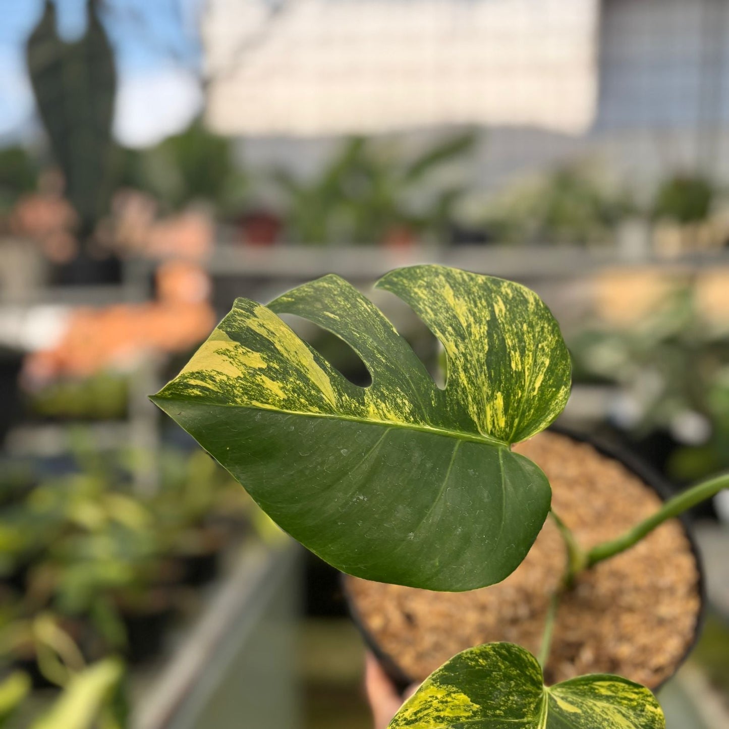 Monstera Yellow Variegated "Marmorata" — photo 3