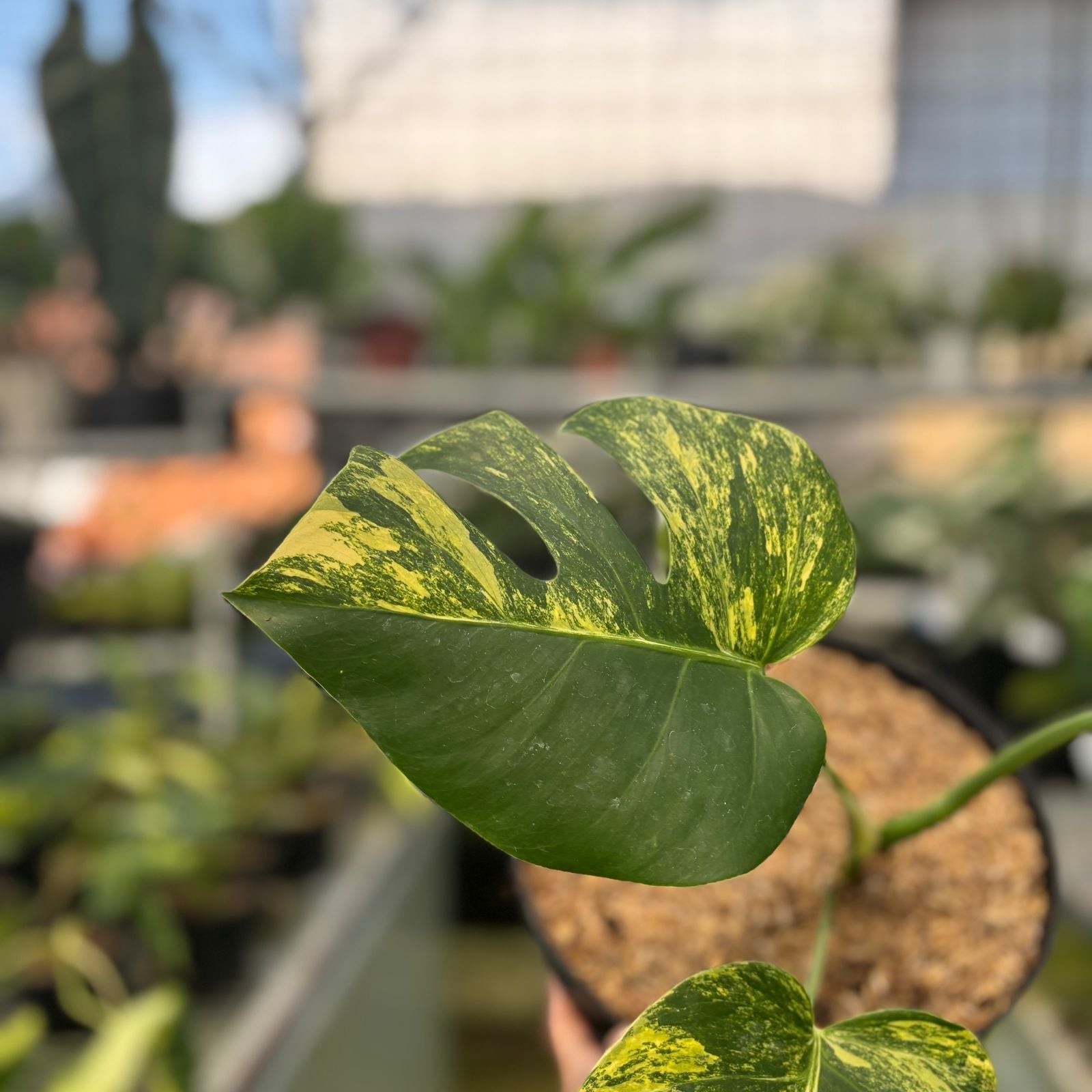 Monstera Yellow Variegated "Marmorata" — photo 3