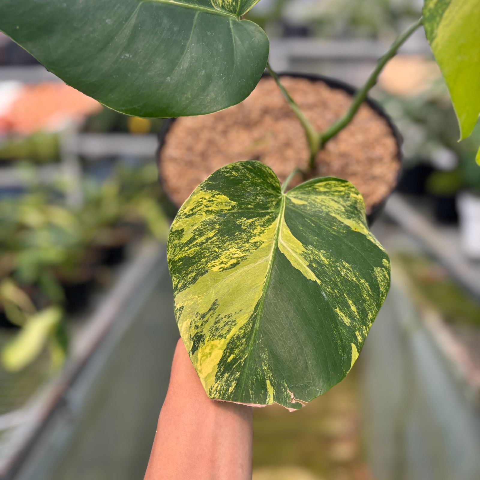 Monstera Yellow Variegated "Marmorata" — photo 4