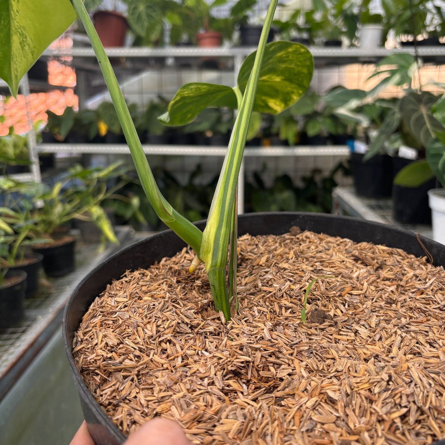 Monstera Yellow Variegated "Marmorata" — photo 5