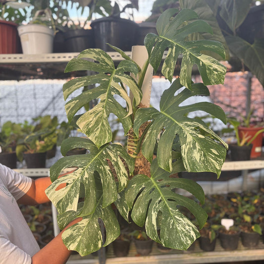 Monstera Albo Variegated Lush - Indonesian Rare Plants