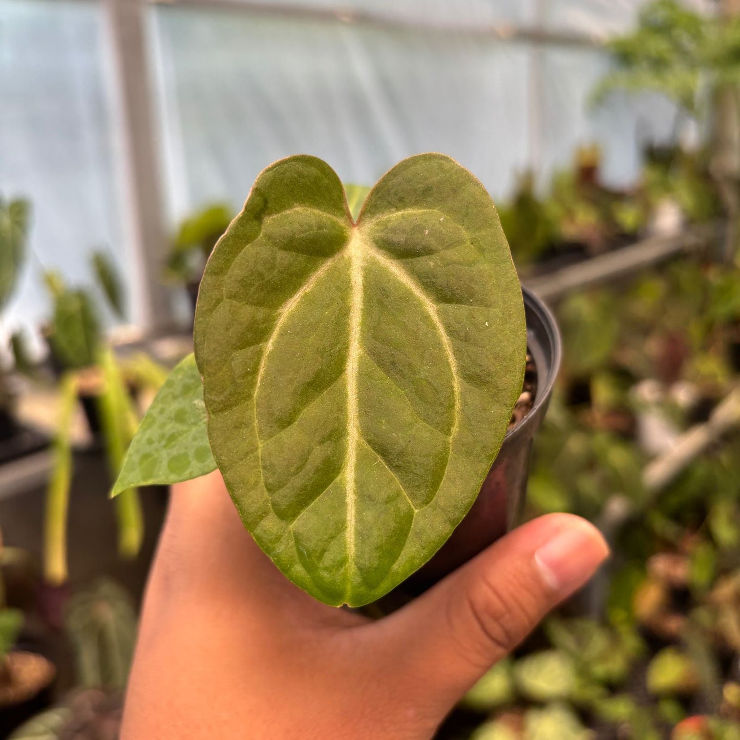 Anthurium Papillilaminum Pink Variegated x Black Muscle - Indonesian Rare Plants