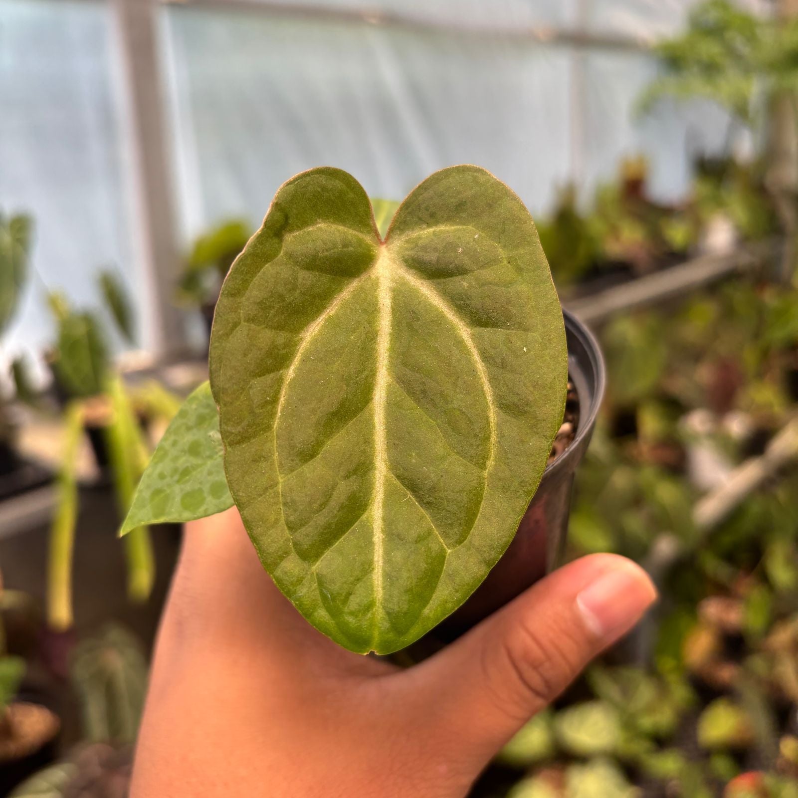 Anthurium Papillilaminum Pink Variegated x Black Muscle - Indonesian Rare Plants