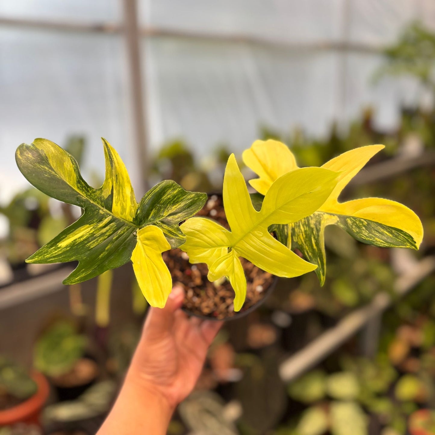 Philodendron Pedatum Variegated - Indonesian Rare Plants