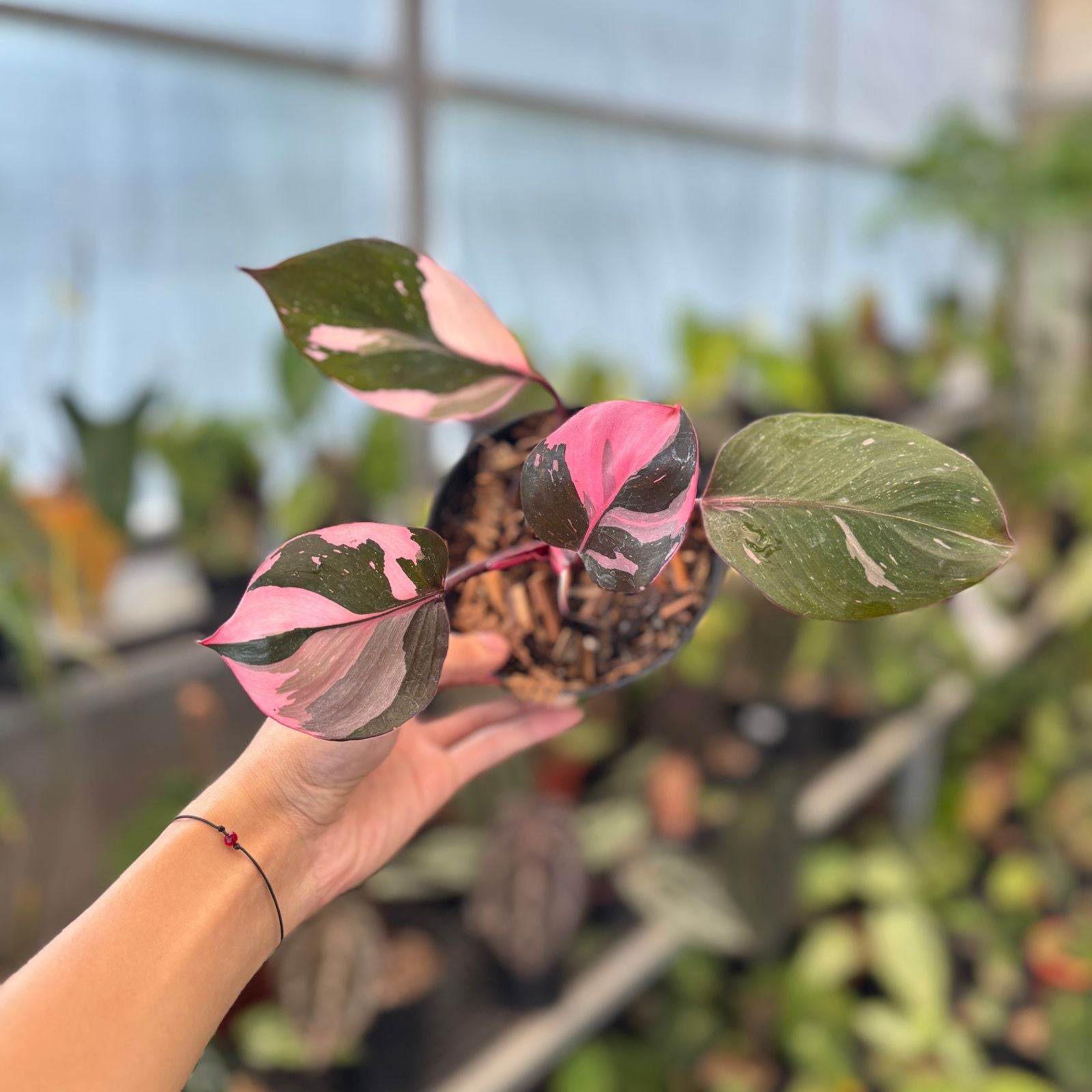 Philodendron White Knight Mutation Pink Variegated - Indonesian Rare Plants