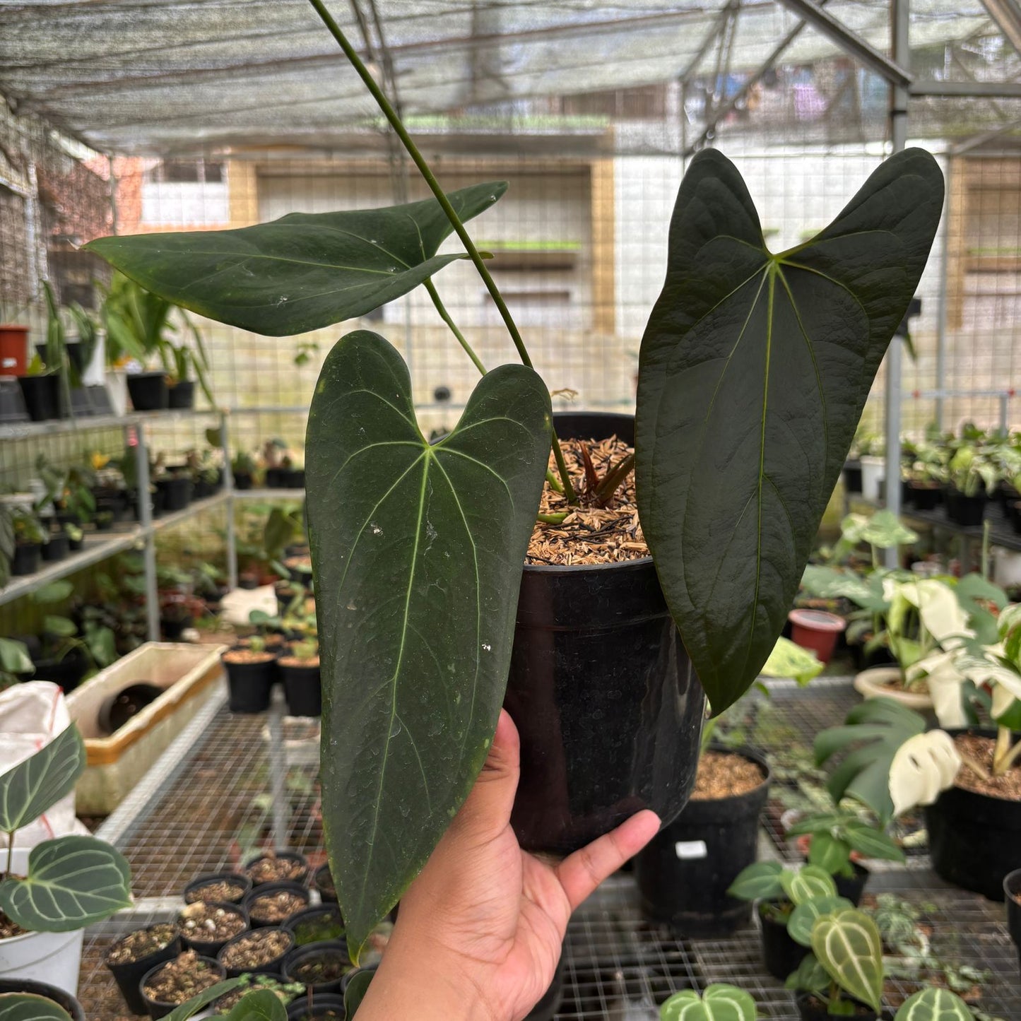 Anthurium Papillilaminum Legend x Dark Phoenix - Indonesian Rare Plants