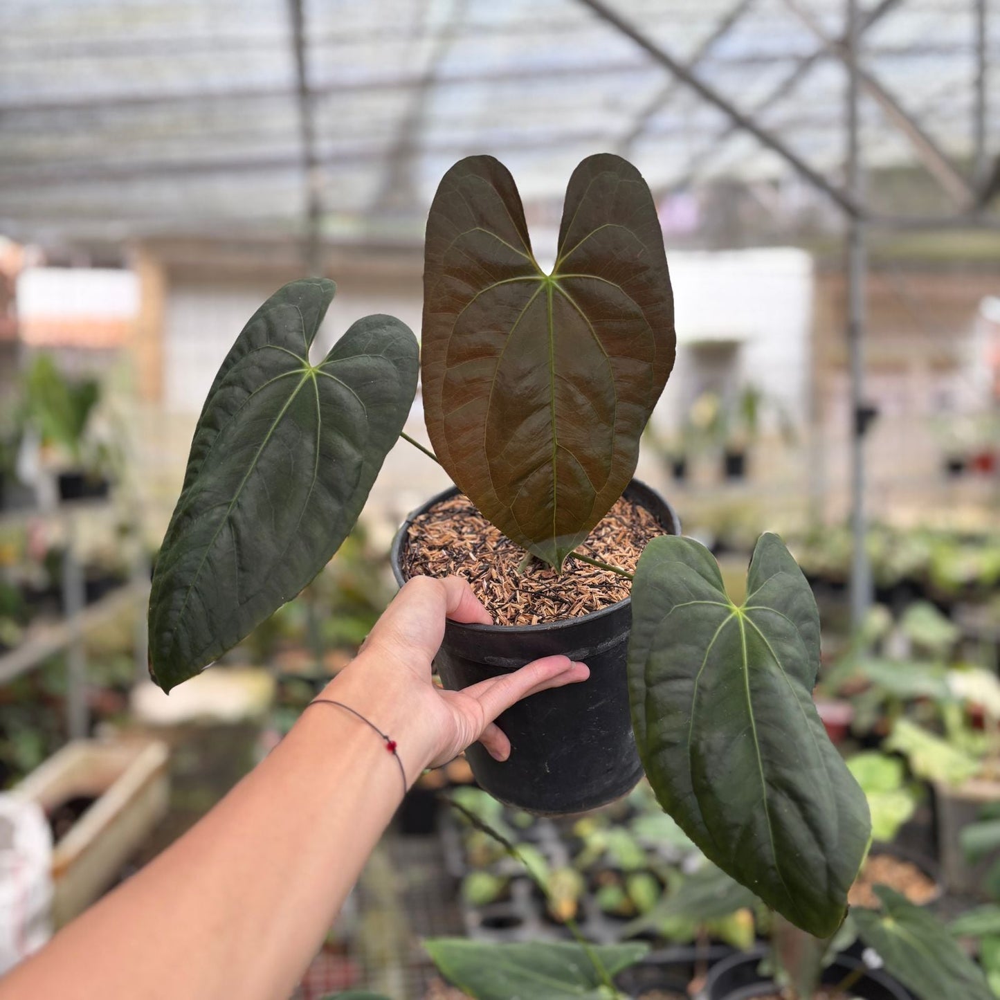 Anthurium Darkest Panama - Indonesian Rare Plants
