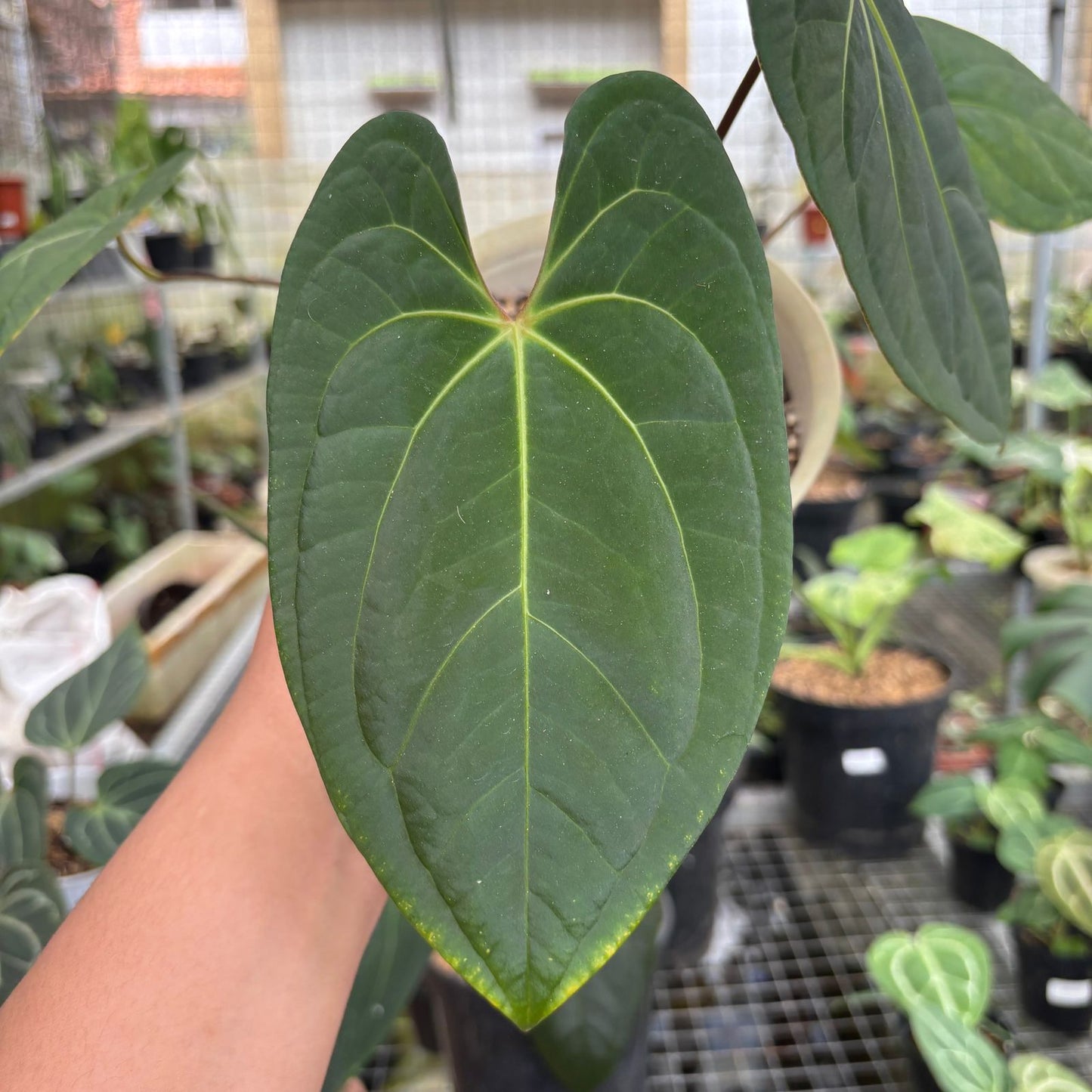 Anthurium Dark Phoenix Hybrid