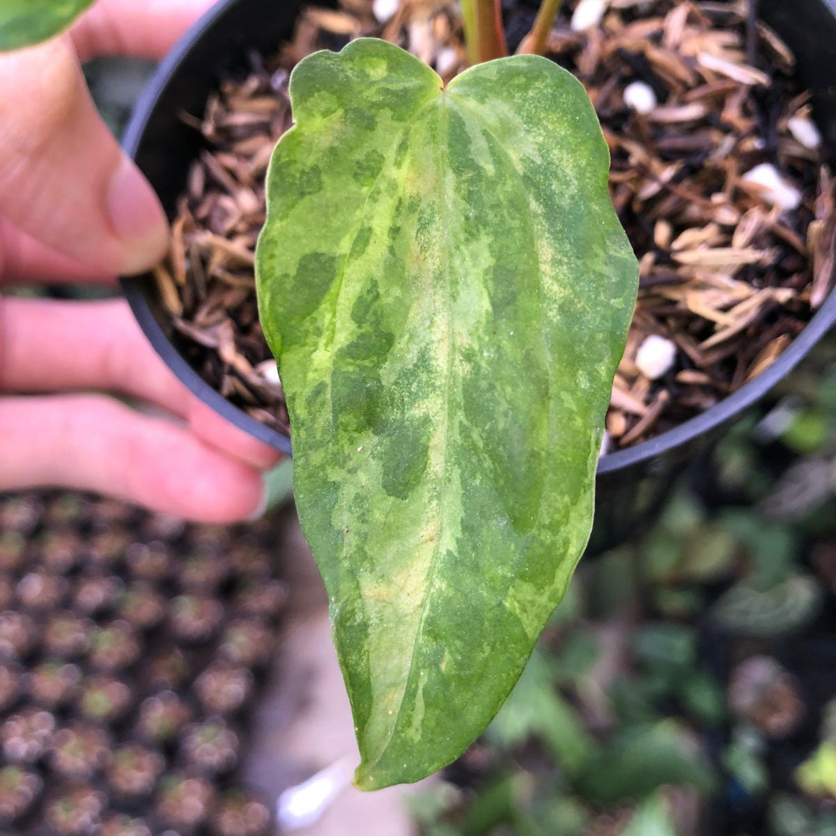 Anthurium Portilae indo x Forgetti Variegated — photo 4