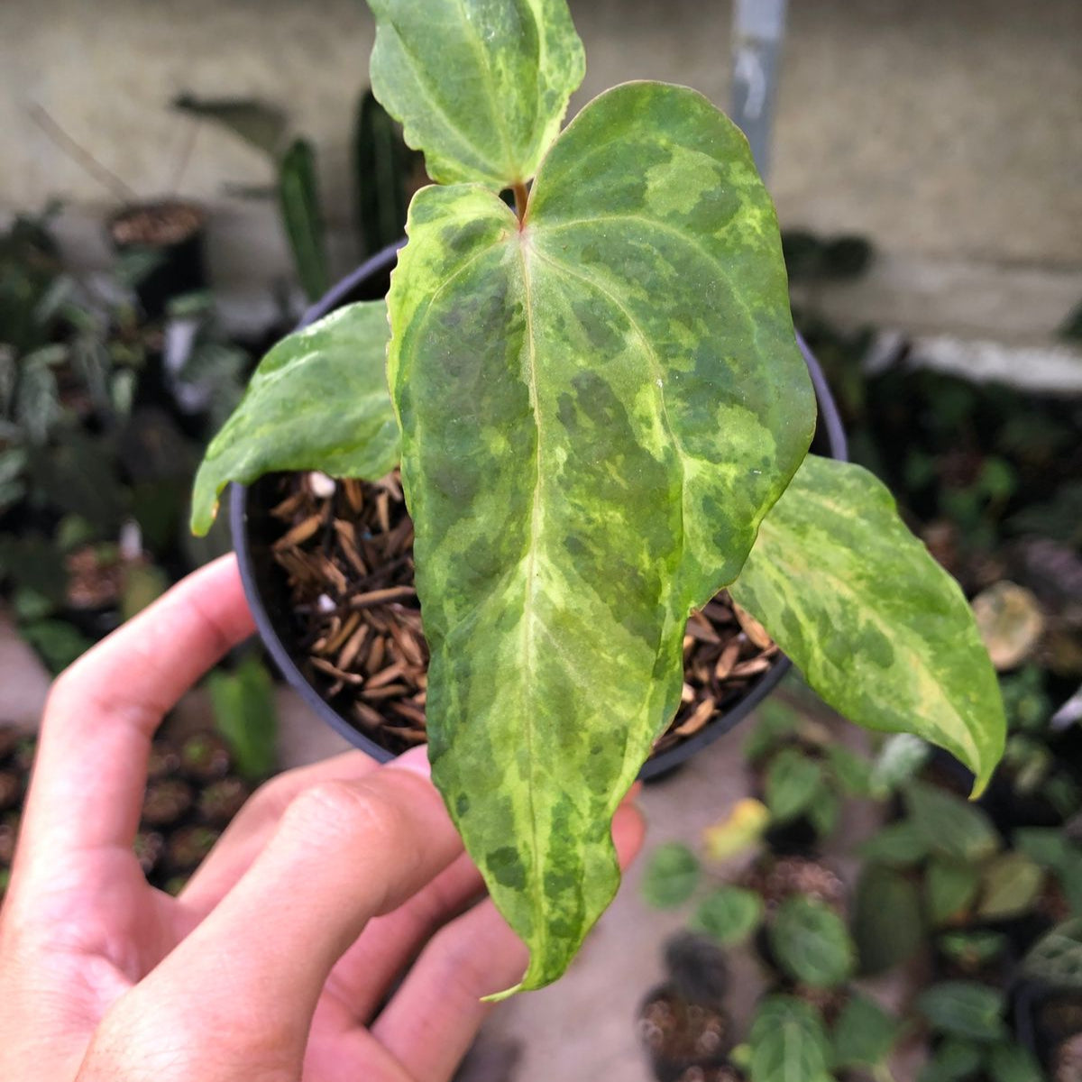 Anthurium Portilae indo x Forgetti Variegated — photo 2