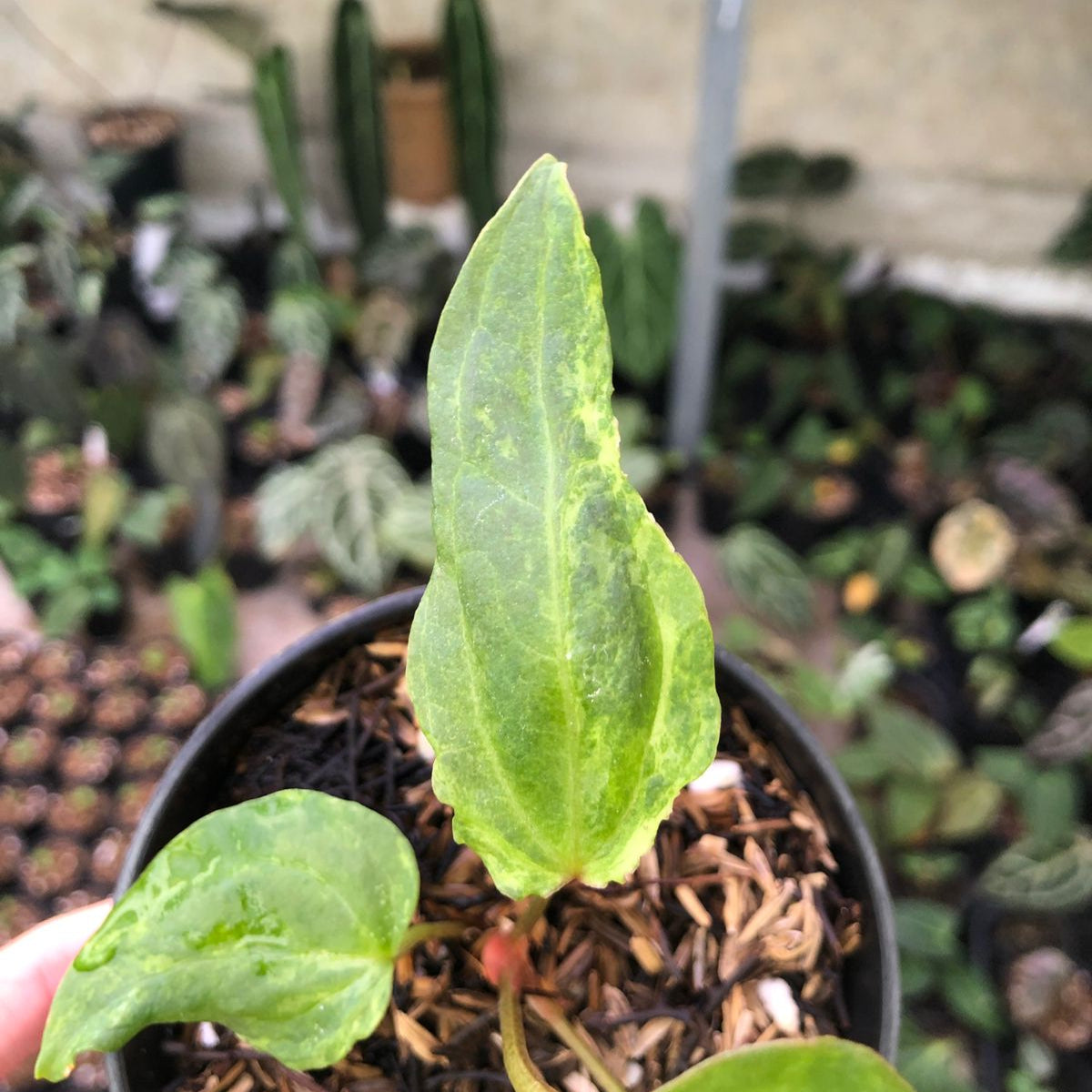 Anthurium Portilae indo x Forgetti Variegated — photo 3