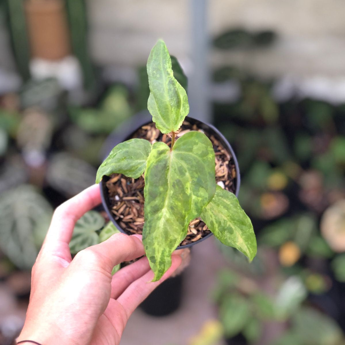 Anthurium Portilae indo x Forgetti Variegated — rare Indonesian plant