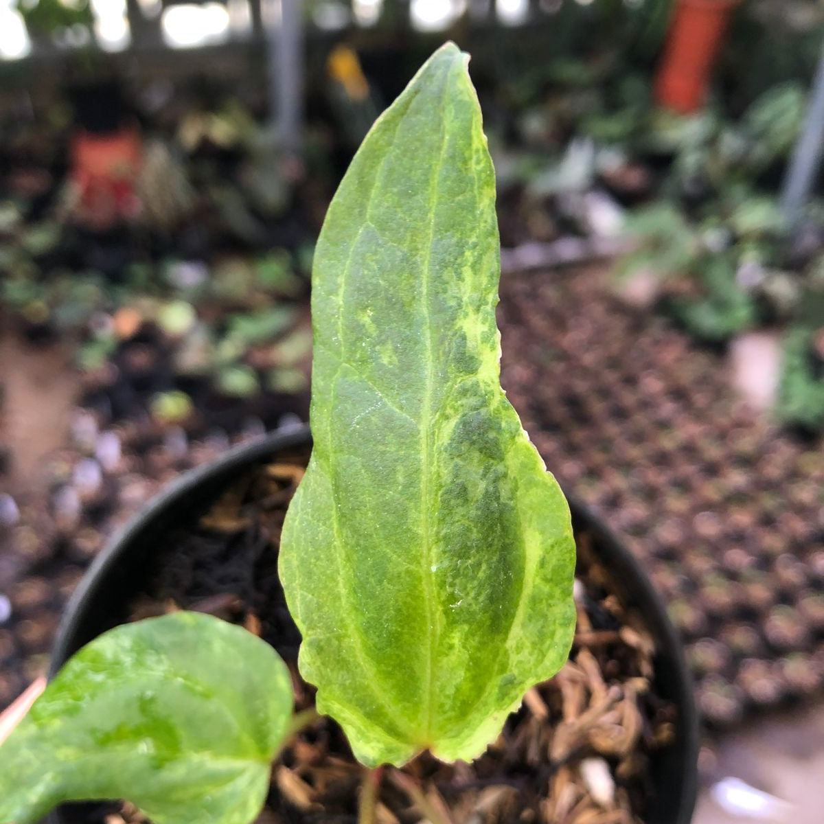 Anthurium Portillae Indo x Forgetii Variegated