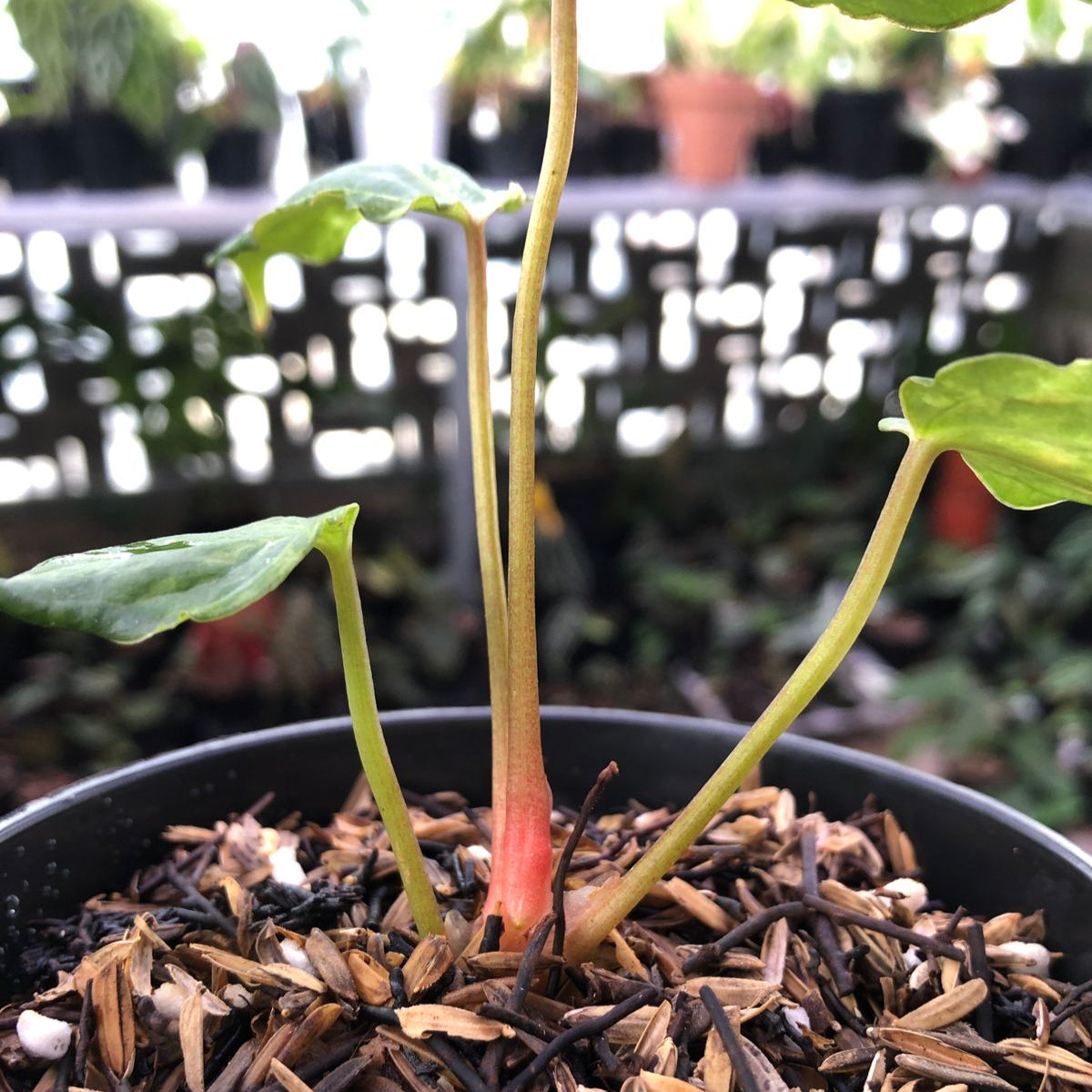Anthurium Portillae Indo x Forgetii Variegated