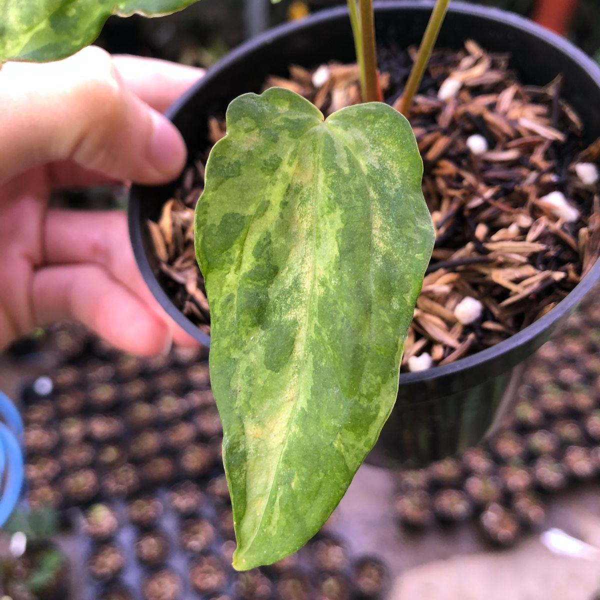 Anthurium Portillae Indo x Forgetii Variegated