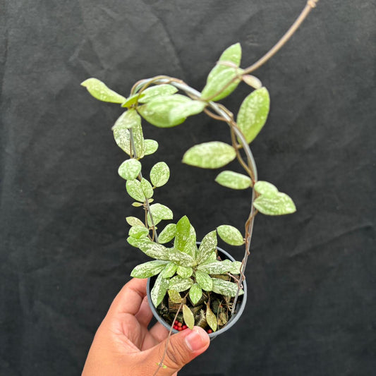 Hoya Aff Puber "High Splash" - Indonesian Rare Plants