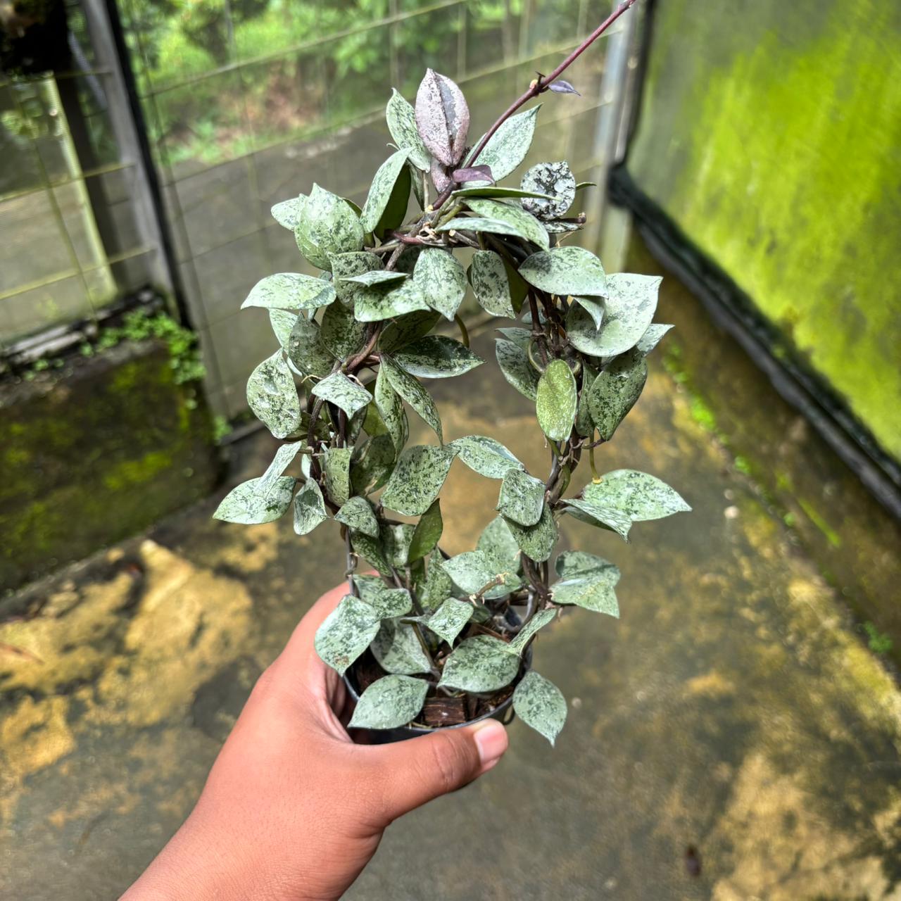 Hoya Lacunosa "Black Aurora" - Indonesian Rare Plants