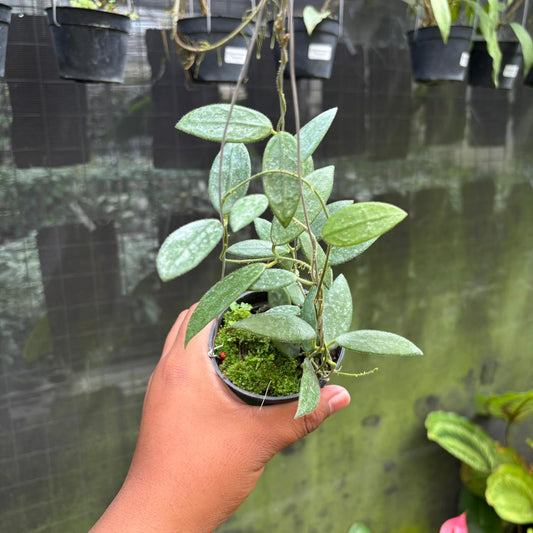 Hoya Iyi Splash - Indonesian Rare Plants