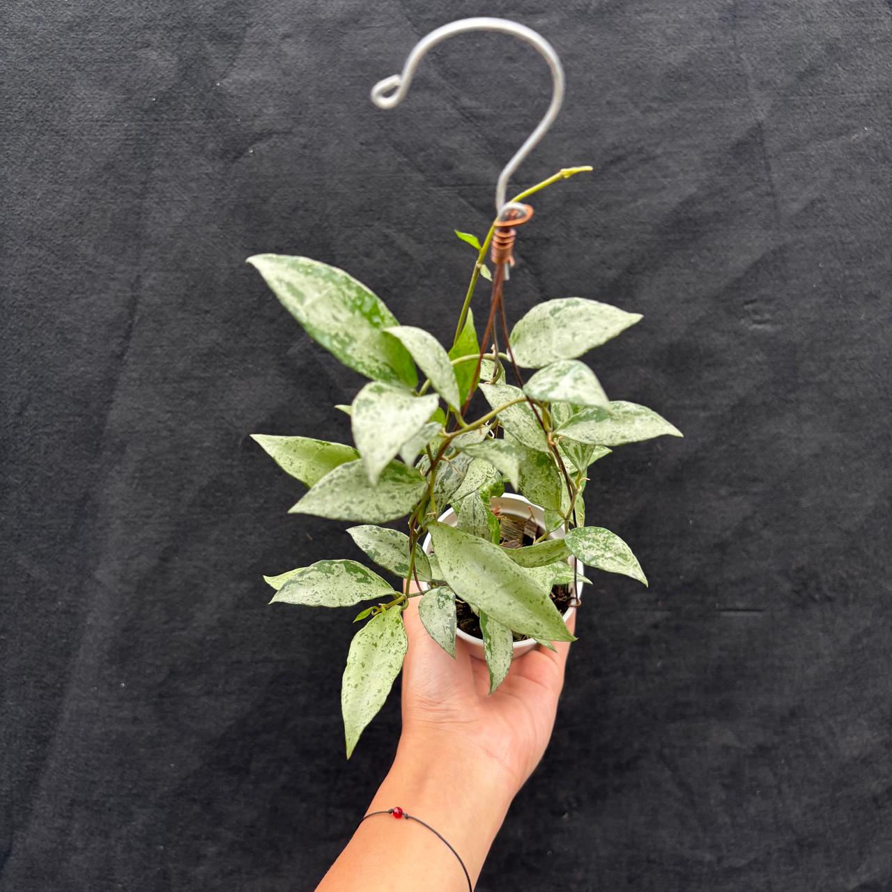 Hoya Lacunosa Middle Silver - Indonesian Rare Plants