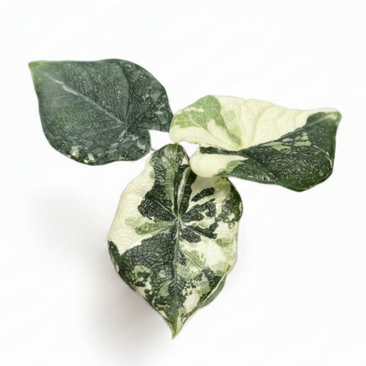 Alocasia Melo Albo